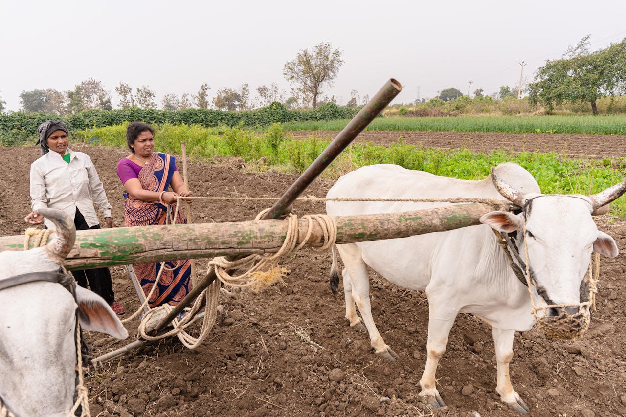 Farmers plowing field with oxen in rural Nagpur, India, showcasing traditional agriculture.