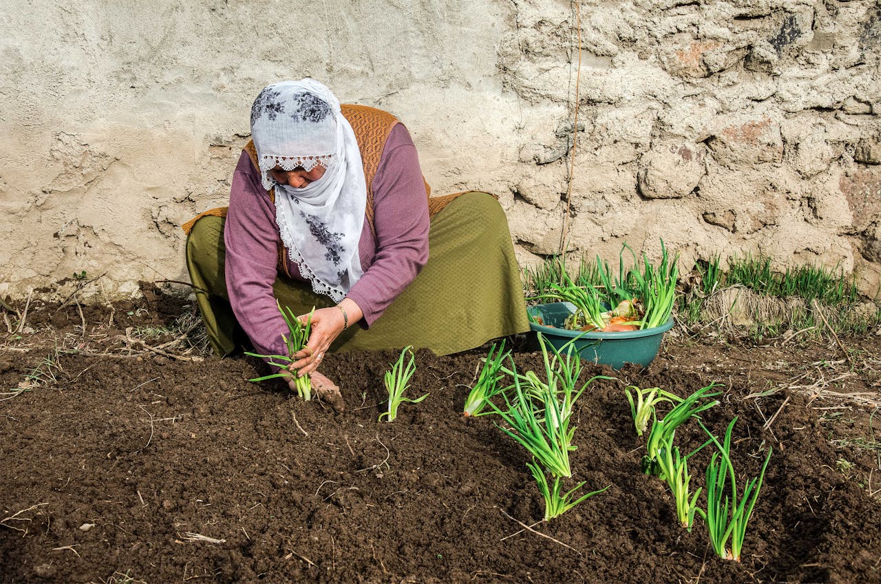 An adult woman planting onions in a rural garden, highlighting sustainable agriculture and traditional farming practices.